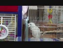 オカメインコの雛(71日目) 歌いはじめたが 幸せなら手をたたくまでいってないが歌ってみた