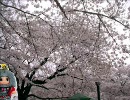 「桜ノ雨」　歌ってみました。