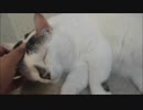 妹猫をかまっていると落ち着きなく何かとアピールしてくる姉猫