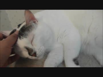 妹猫をかまっていると落ち着きなく何かとアピールしてくる姉猫