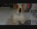 あくびをするワンコ（パピヨン）