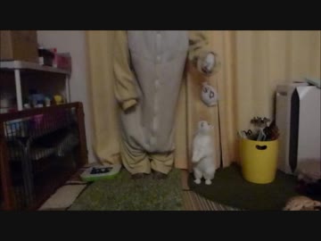 うさぎの社長と千鳥足