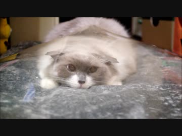 おちつくのにゃー