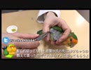 獣医さんに爪を切ってもらうインコ(解説付き)