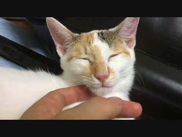 破壊姫子猫、白熱宇宙猫教室に入門する