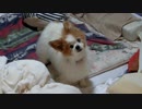 寝室でもう寝ようよと視線で訴えかけてくるワンコ（パピヨン）
