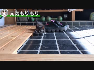 可愛い仔猫が走り回る