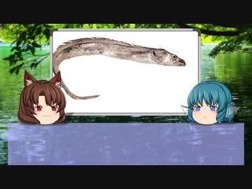 【ゆっくり解説】ゆっくりわかさぎ姫が教える魚　#12匹目　~太刀魚~