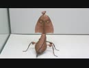 [閲覧注意!!]  再編集　マルムネカレハカマキリ(成虫)にゴキブリを与えてみた。(Deroplatys truncata)