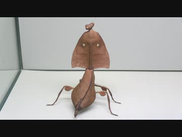 [閲覧注意!!]  再編集　マルムネカレハカマキリ(成虫)にゴキブリを与えてみた。(Deroplatys truncata)