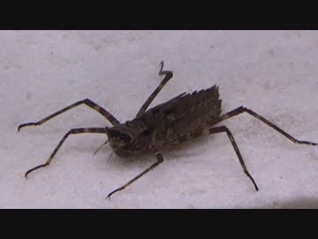 [閲覧注意!!]　再編集　コヤマトンボのヤゴにアカムシを与えてみた。 (Macromia amphigena)