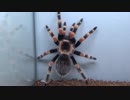 ［閲覧注意!!］タランチュラ（バードイーター）にゴキブリを与えてみた。 (Acapulco Red Knee : Brachypelma smithi (旧 B.annitha)）