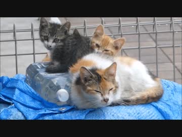 朝起きてシャッターを開けたら野良猫家族が庭に住み着いてた