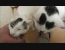 ツインニャーボに襲撃される夢をみたと思ったら現実だったｗｗ