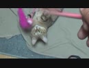 ＃103　久々におもちゃで遊ぶタタルさん