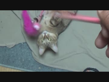 ＃103　久々におもちゃで遊ぶタタルさん