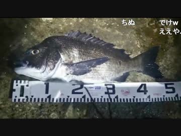 ベル子クロダイ