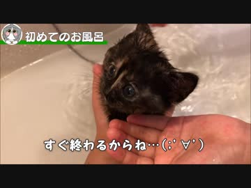 仔猫初めてのお風呂に入る