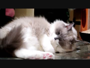 おかおをきれいにするのにゃ