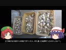ゆっくり農民109ニンニクを育ててみませんか？#5