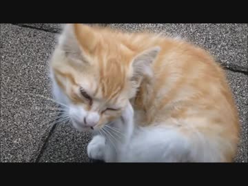 朝っぱらからウチの庭に野良猫家族が普通に過ごしてた