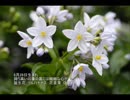 誕生日に贈る言葉～6月28日生まれの繊細な心のあなたに－聴きものがたり