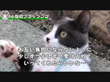 犬に育てられた猫