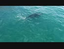 Southern Right Whale　間嶋真