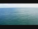 Whale Tail in the Ocean　間嶋真