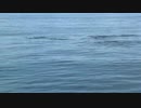 Pod of Orcas　間嶋真