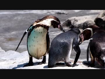とべ動物園のフンボルトペンギンのヒナ