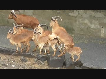 食材を求めて日帰り旅行　２/２【長火鉢とおっさん】VOICEROID付