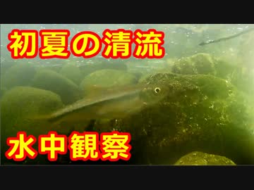 072【水中観察】初夏の清流