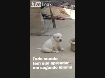 イッヌ、間違えた吠え方をしてしまう