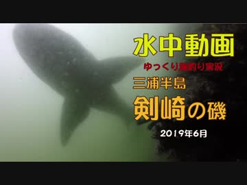 剣崎の磯　水中動画　2019年6月上旬