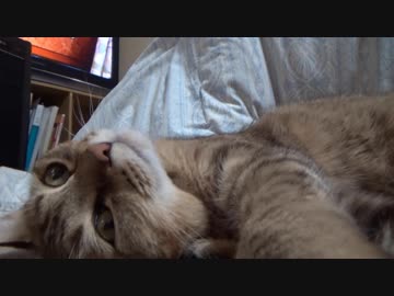 ＃104　撮影拒否するタタルさん