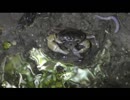 夜の排水溝　サワガニとザリガニ