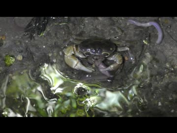 夜の排水溝　サワガニとザリガニ