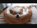 ペットベッドのふちをあご枕にするワンコ（パピヨン）2