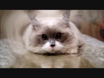 何かがみなぎったみたいです。