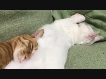 ベテラン子猫、「柱の男」みたいになる