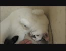 ご機嫌に宇宙のポーズをとってご満悦な猫