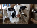 【ゆっくり】貴族かぶれが日本を楽しむ 新潟編　3日目