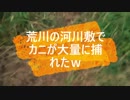 足立区の荒川河川敷でカニを大量に捕まえたったｗｗｗ