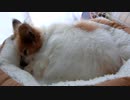 モフモフもこもこなワンコ（パピヨン）4