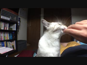 ただただ飼猫にデレデレする動画
