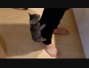餌が待ちきれず身体をよじ登ってくる子猫が可愛い
