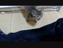 子猫がケージから出た途端に甘えてくるのが可愛い
