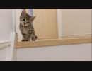子猫が初めての階段に戸惑う姿