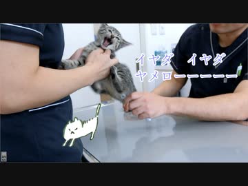 【音量注意】生後2ヶ月の子猫が病院で暴れまわった後、甘えまくる動画